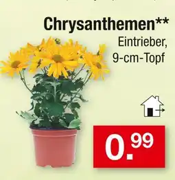 Zimmermann Chrysanthemen Angebot