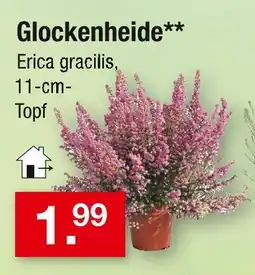 Zimmermann Glockenheide Angebot