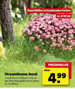 Hagebau Chrysanthemen-busch Angebot