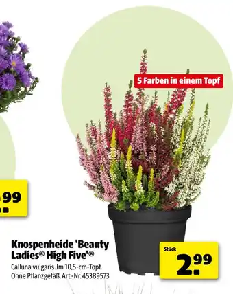 Hagebau Knospenheide 'beauty ladies high five' Angebot