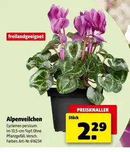 Hagebau Alpenveilchen Angebot
