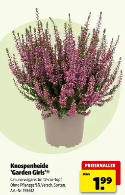 Hagebau Knospenheide 'garden girls' Angebot