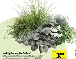 Hagebau Herbstpflanzen me-tallica Angebot