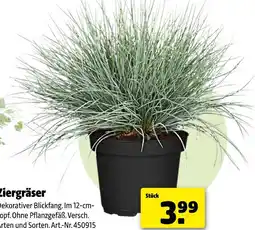 Hagebau Ziergräser Angebot