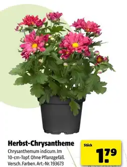 Hagebau Herbst-chrysantheme Angebot