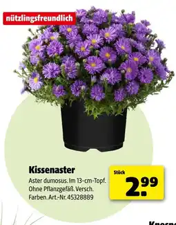 Hagebau Kissenaster Angebot