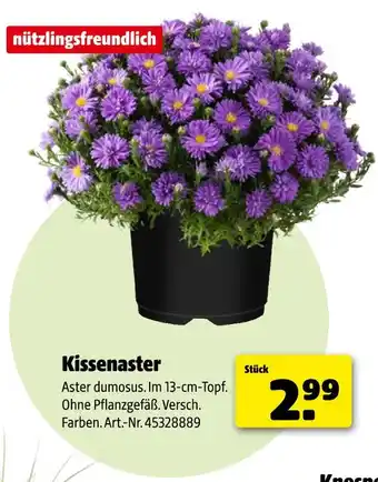 Hagebau Kissenaster Angebot
