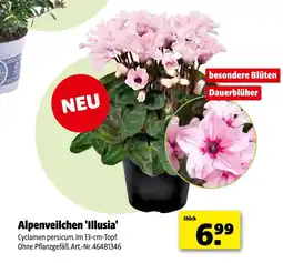 Hagebau Alpenveilchen 'illusia' Angebot