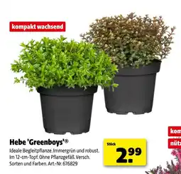 Hagebau Hebe 'greenboys' Angebot
