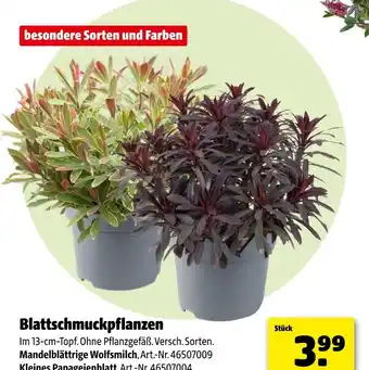 Hagebau Blattschmuckpflanzen Angebot
