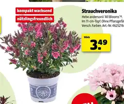 Hagebau Strauchveronika Angebot