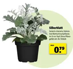 Hagebau Silberblatt Angebot