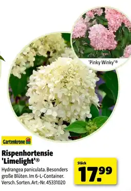 Hagebau Gartenkrone rispenhortensie 'limelight' Angebot