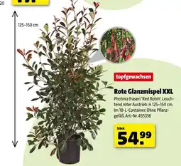 Hagebau Rote glanzmispel xxl Angebot