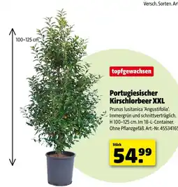 Hagebau Portugiesischer kirschlorbeer xxl Angebot