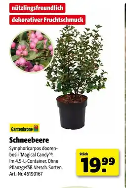 Hagebau Gartenkrone schneebeere Angebot