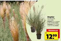 Hagebau Ziergräser Angebot