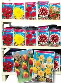 Wiglo Wunderland Riesenauswahl Blumenzwiebeln! Angebot