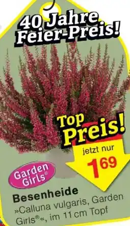 Wiglo Wunderland Besenheide Angebot