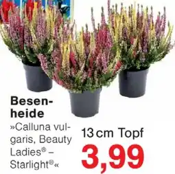 Wiglo Wunderland Besenheide Angebot