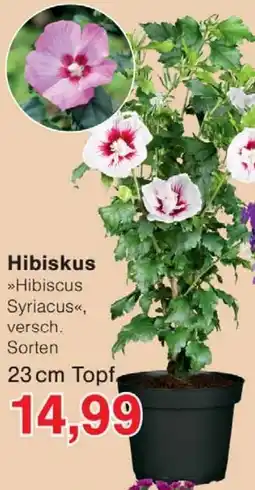 Wiglo Wunderland Hibiskus Angebot
