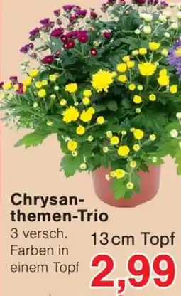 Wiglo Wunderland Chrysanthemen-Trio Angebot