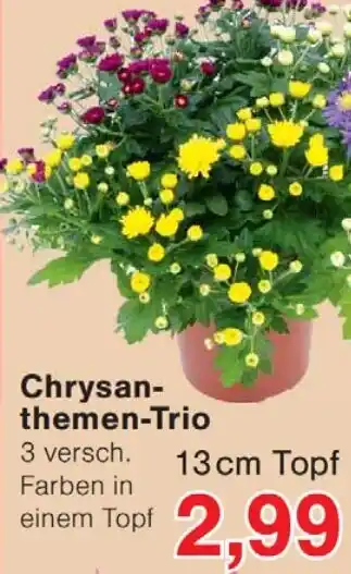Wiglo Wunderland Chrysanthemen-Trio Angebot