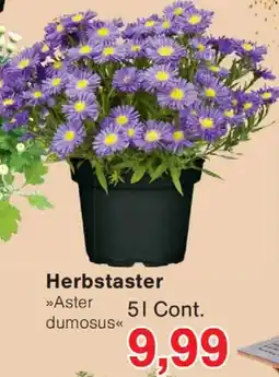 Wiglo Wunderland Herbstaster Angebot