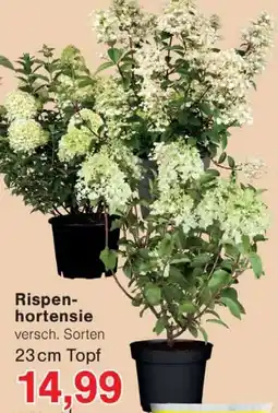 Wiglo Wunderland Rispenhortensie Angebot