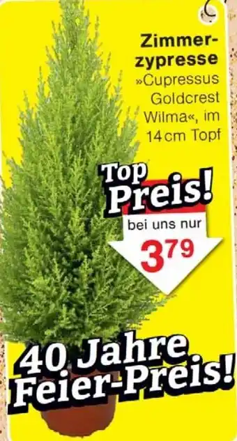 Wiglo Wunderland Zimmerzypresse Angebot