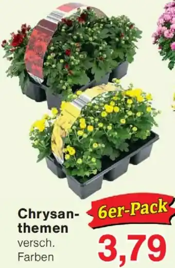 Wiglo Wunderland Chrysanthemen Angebot