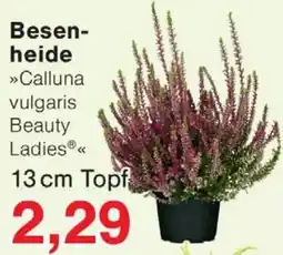 Wiglo Wunderland Besenheide Angebot
