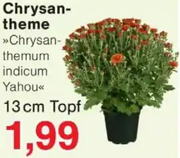 Wiglo Wunderland Chrysantheme Angebot