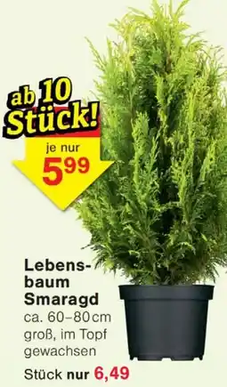 Wiglo Wunderland Lebensbaum Smaragd Angebot