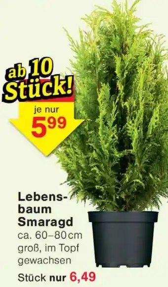 Wiglo Wunderland Lebensbaum Smaragd Angebot
