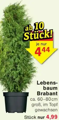 Wiglo Wunderland Lebensbaum Brabant Angebot