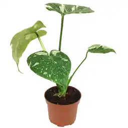 toom Baumarkt Monstera 'Thai Constellation' 12 cm Topf Angebot