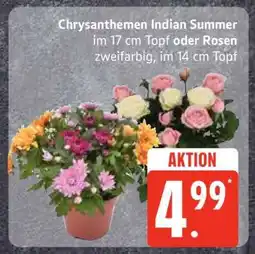 Edeka Chrysanthemen Indian Summer oder Rosen Angebot