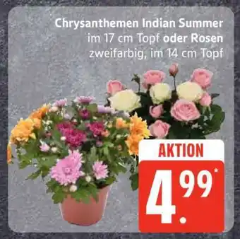 Edeka Chrysanthemen Indian Summer oder Rosen Angebot