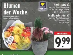Edeka Blumen der Woche Angebot