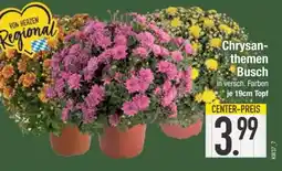 Edeka Chrysanthemen-Busch Angebot
