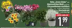 Edeka Hebe 'Green Globe' or Alpenveilchen Medi Angebot