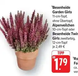 Edeka Besenheide „Garden Girls“ Angebot