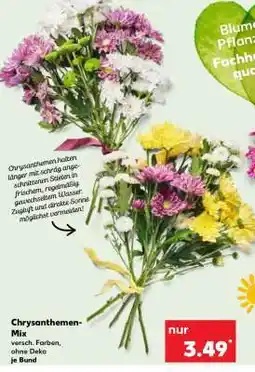 Kaufland Chrysanthemen-Mix Angebot