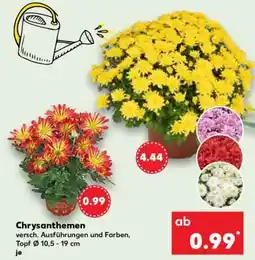 Kaufland Chrysanthemen Angebot