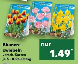 Kaufland Blumenzwiebeln Angebot
