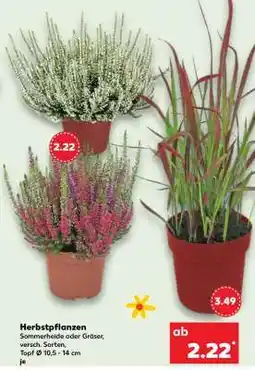 Kaufland Herbstpflanzen Angebot