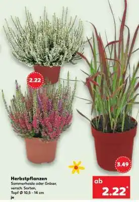 Kaufland Herbstpflanzen Angebot
