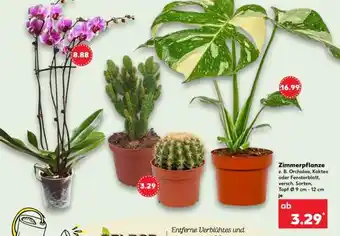 Kaufland Zimmerpflanze Angebot