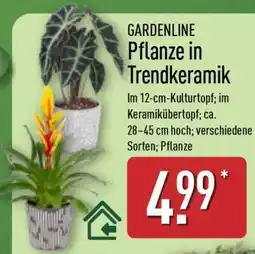 Aldi Nord GARDENLINE Pflanze in Trendkeramik Angebot